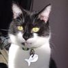 Alfie_Pookie