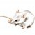 Algernon