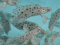 Aquaculture