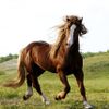 CheesyHorse
