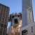 Dogzilla