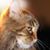 Kitacat4