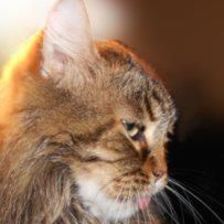 Kitacat4