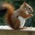 Nutkin