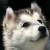 Nymeria