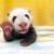 Panda_Pod