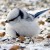 Peregrinus