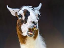 ProjectLlama