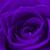 PurpleRose