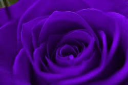 PurpleRose