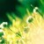 RENROSE