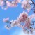 SakuraNoHana