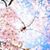 Sakura_Y