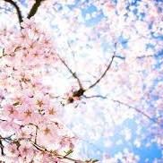 Sakura_Y