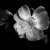 SilverXFlower