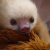 Slothsalot