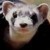 TaiFerret
