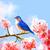 Toribird
