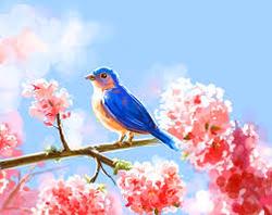 Toribird