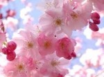 VioletSakura