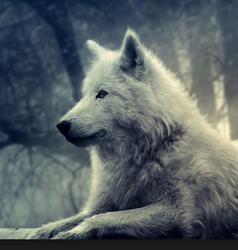 Wolfshade