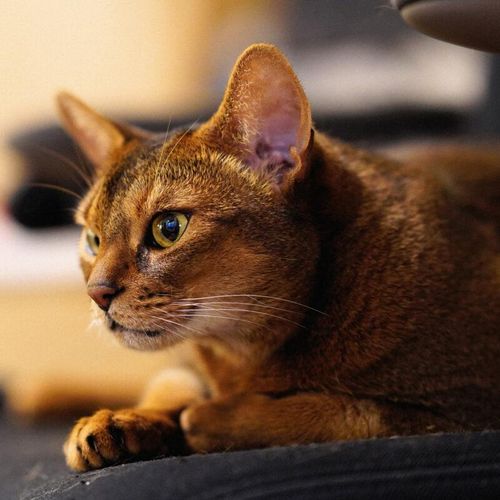 abyssinian
