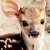 bambi