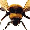 beemorii