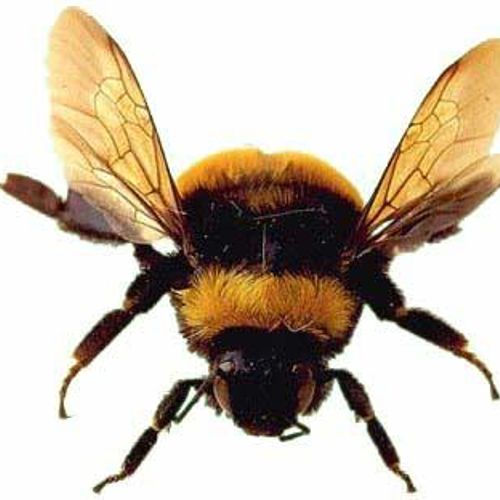 beemorii