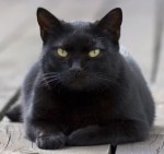 black_cat