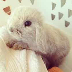 bushrabbtgrl