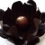 choconum