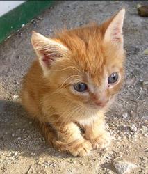 cinnamoncat