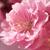 commonsakura