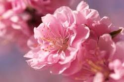 commonsakura