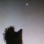 cornhedgehog