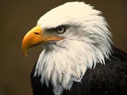 eagle