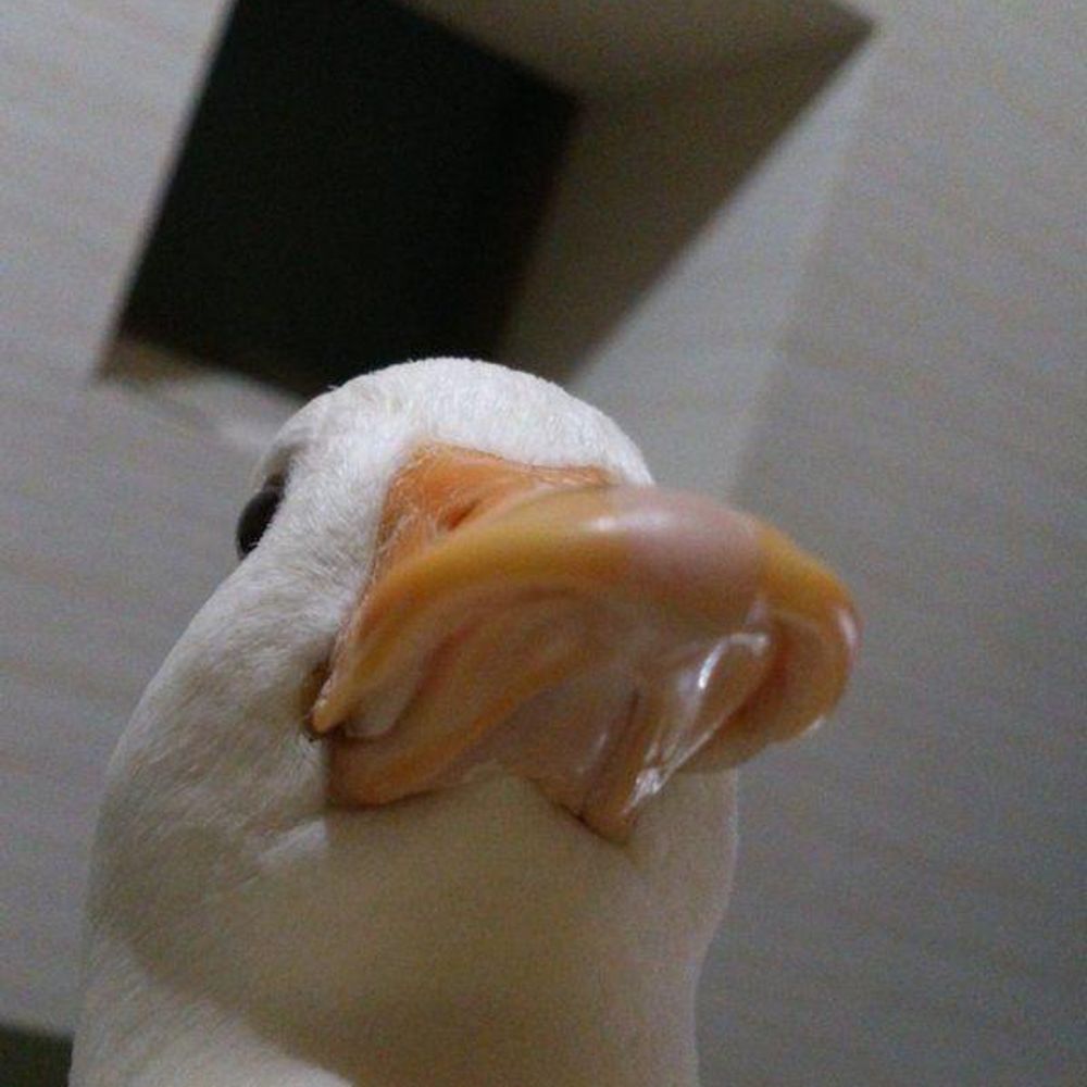 eenduck