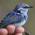 fairywren