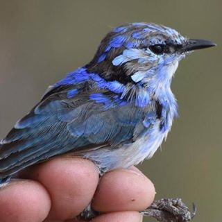 fairywren