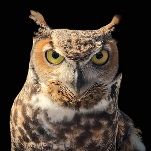 gaeru