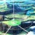 greyfox817