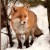 icefox97