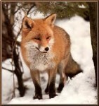 icefox97
