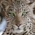 kitty162431