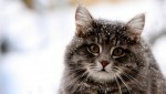 kittyRY