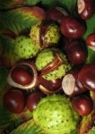 lilchestnut