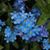 lilianty