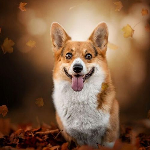 littlecorgi
