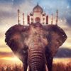 lotusindia